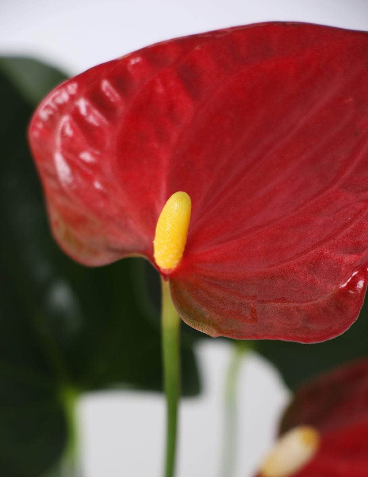 Antúrio anthurium vermelho / Planta Viva Nordic Green
