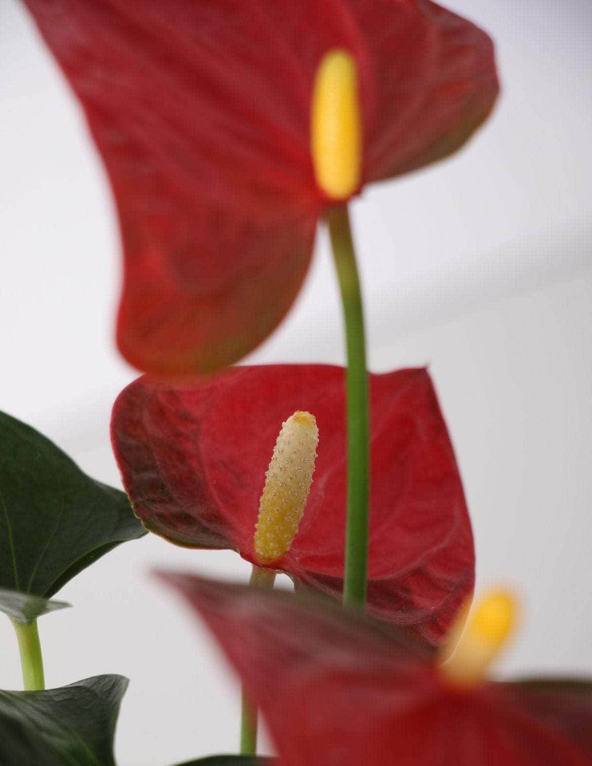 Antúrio anthurium vermelho / Planta Viva Nordic Green