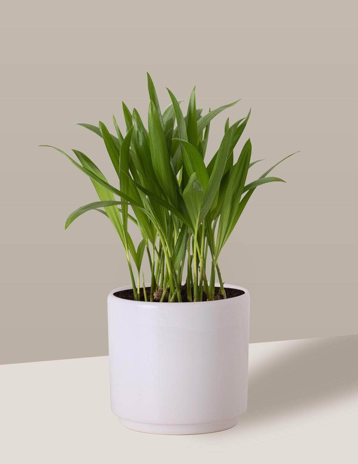 Areca Bambu Dypsis lutescens Odin Cachepô / Pequeno / Branco Vaso Cachepot Pote Ceramica / p8 p9 p10 p11 p12 / Planta Viva Nordic Green