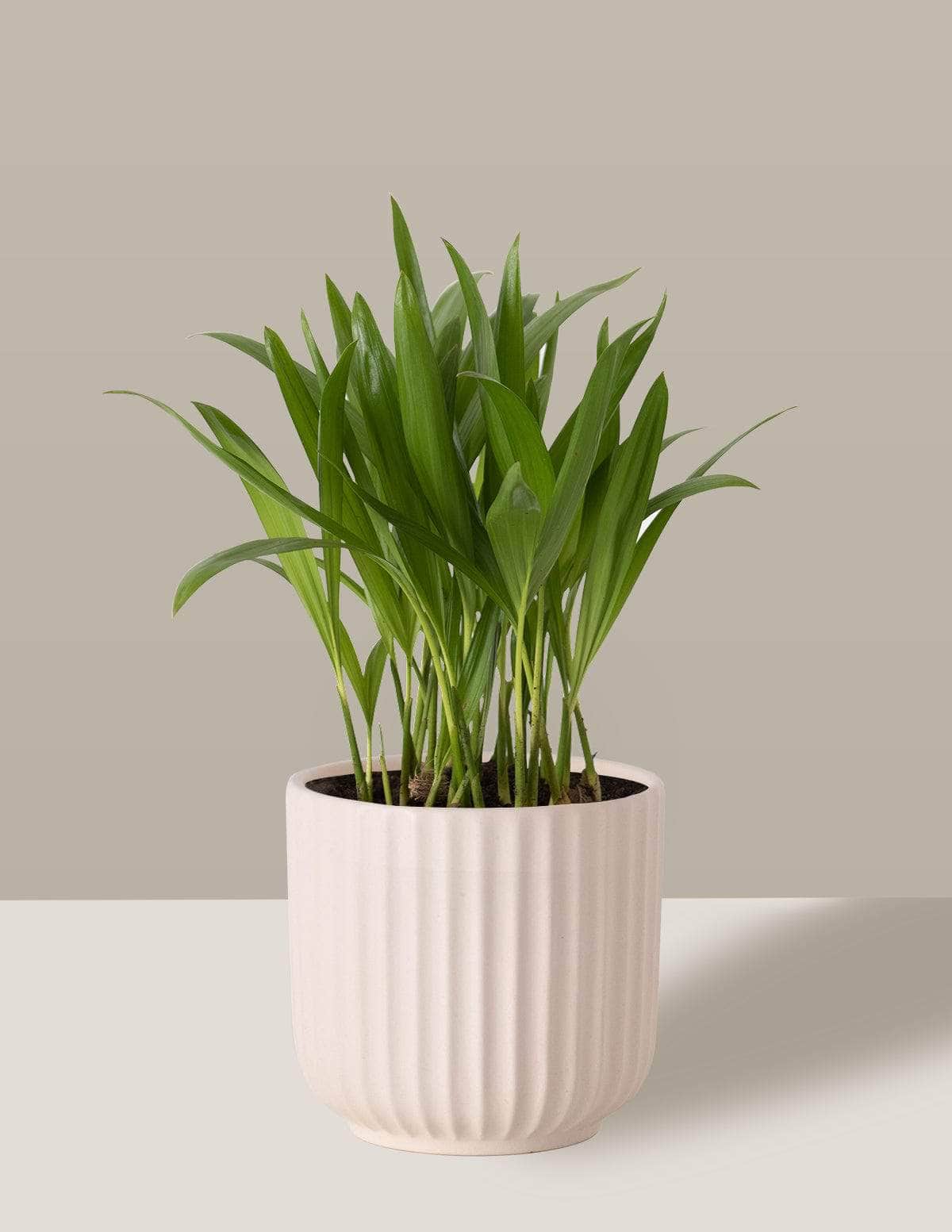 Areca Bambu Dypsis lutescens Oslo Cachepô / Pequeno / Creme Vaso Cachepot Pote Ceramica / p8 p9 p10 p11 p12 / Planta Viva Nordic Green