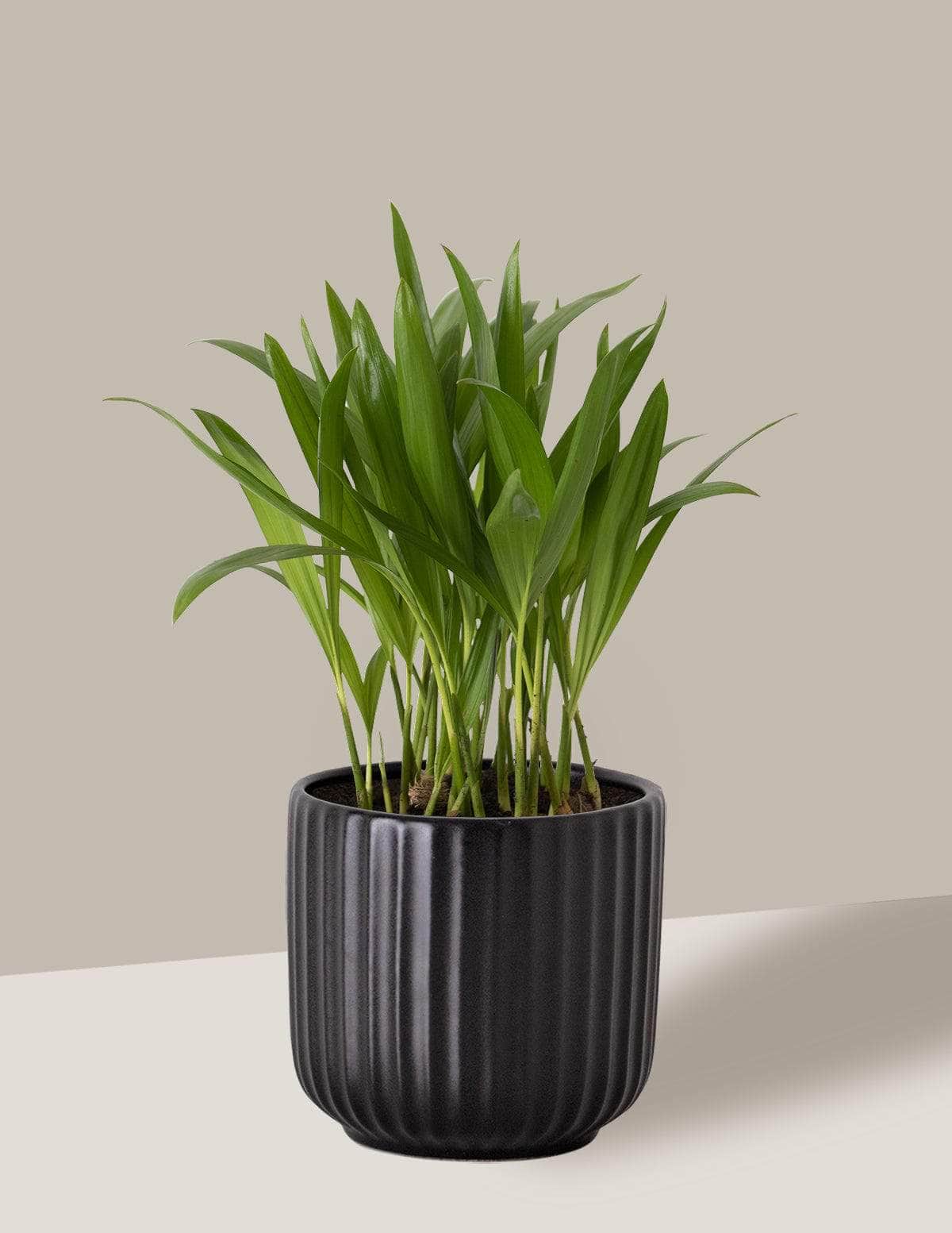 Areca Bambu Dypsis lutescens Oslo Cachepô / Pequeno / Preto Vaso Cachepot Pote Ceramica /p8 p9 p10 p11 p12 / Planta Viva Nordic Green