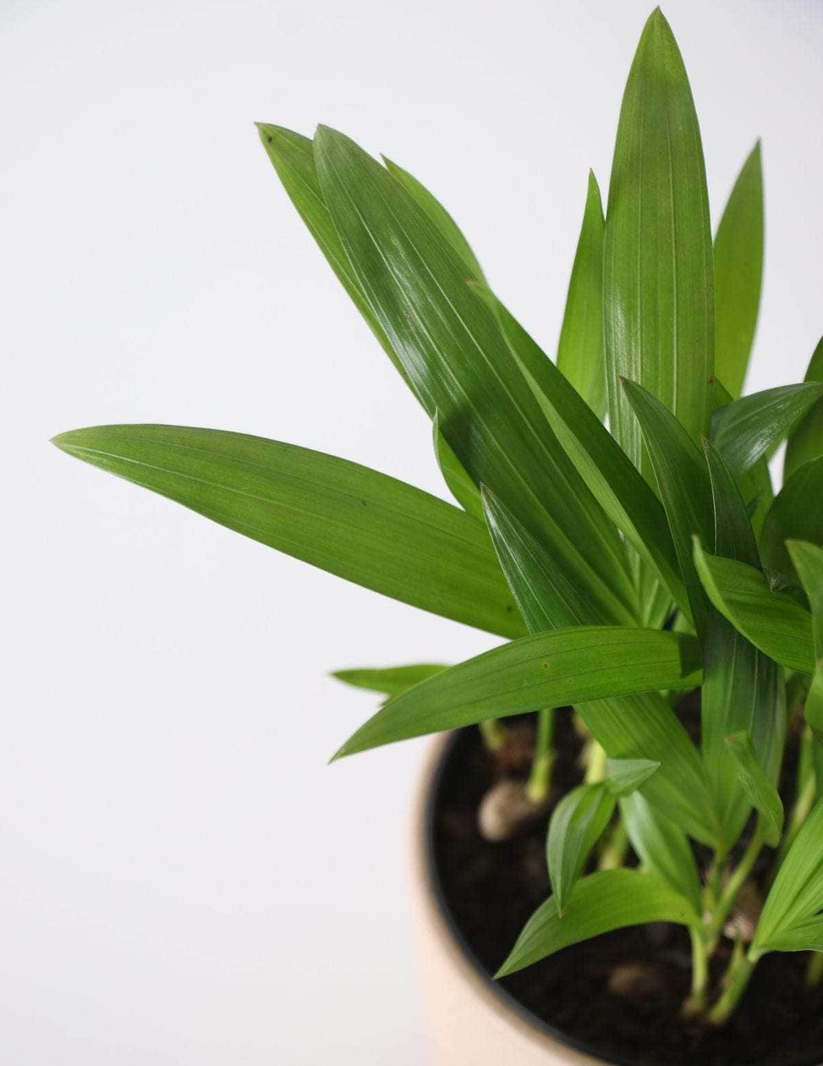 Areca Bambu Dypsis lutescens 