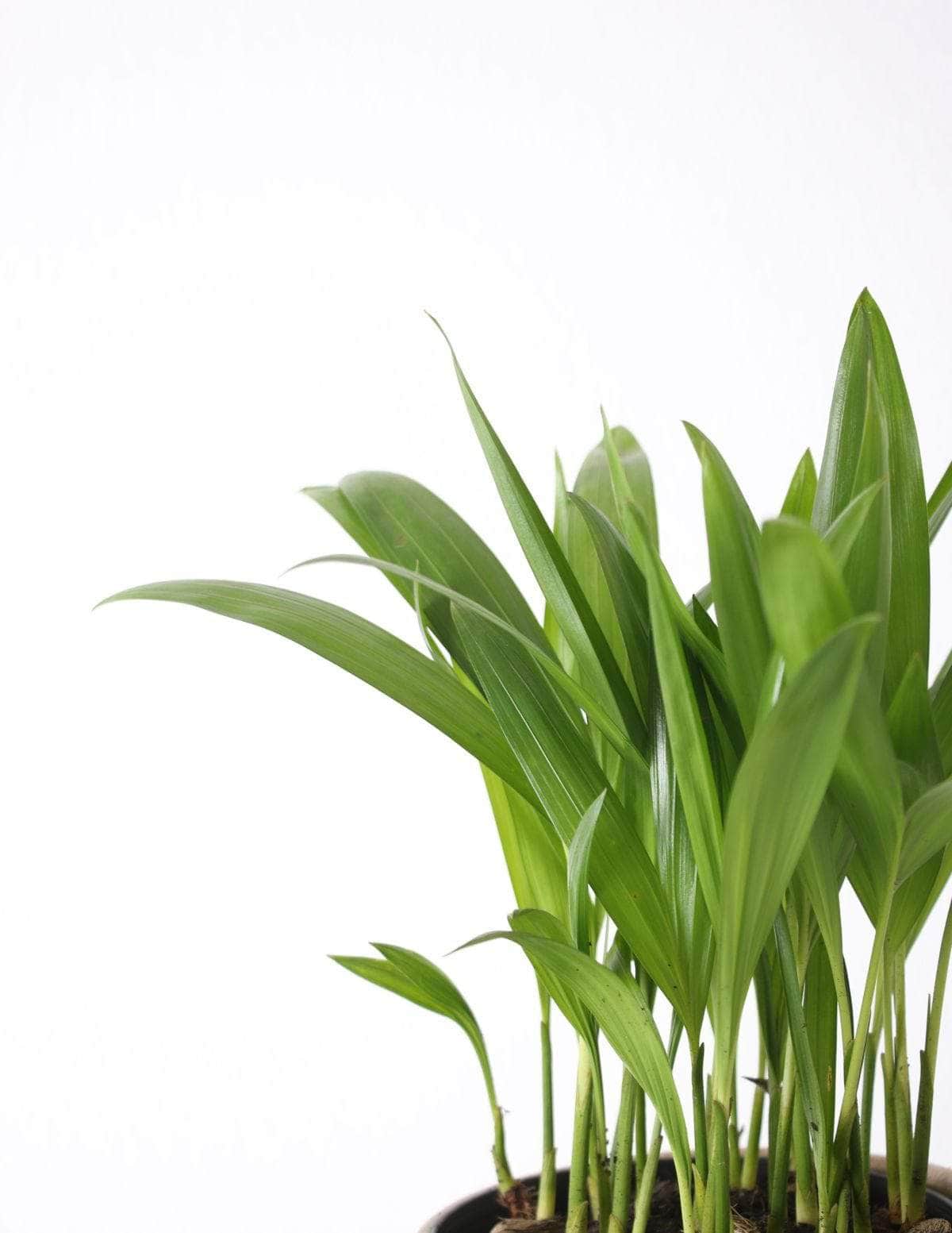 Areca Bambu Dypsis lutescens 