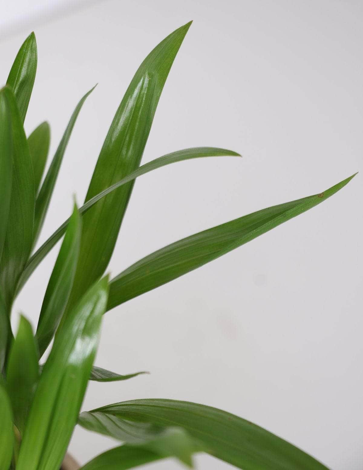 Areca Bambu Dypsis lutescens 