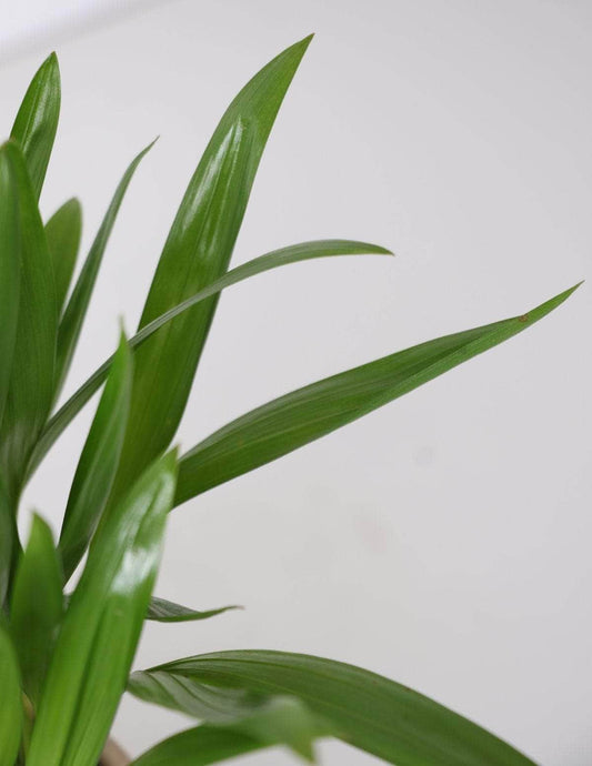 Areca Bambu Dypsis lutescens 