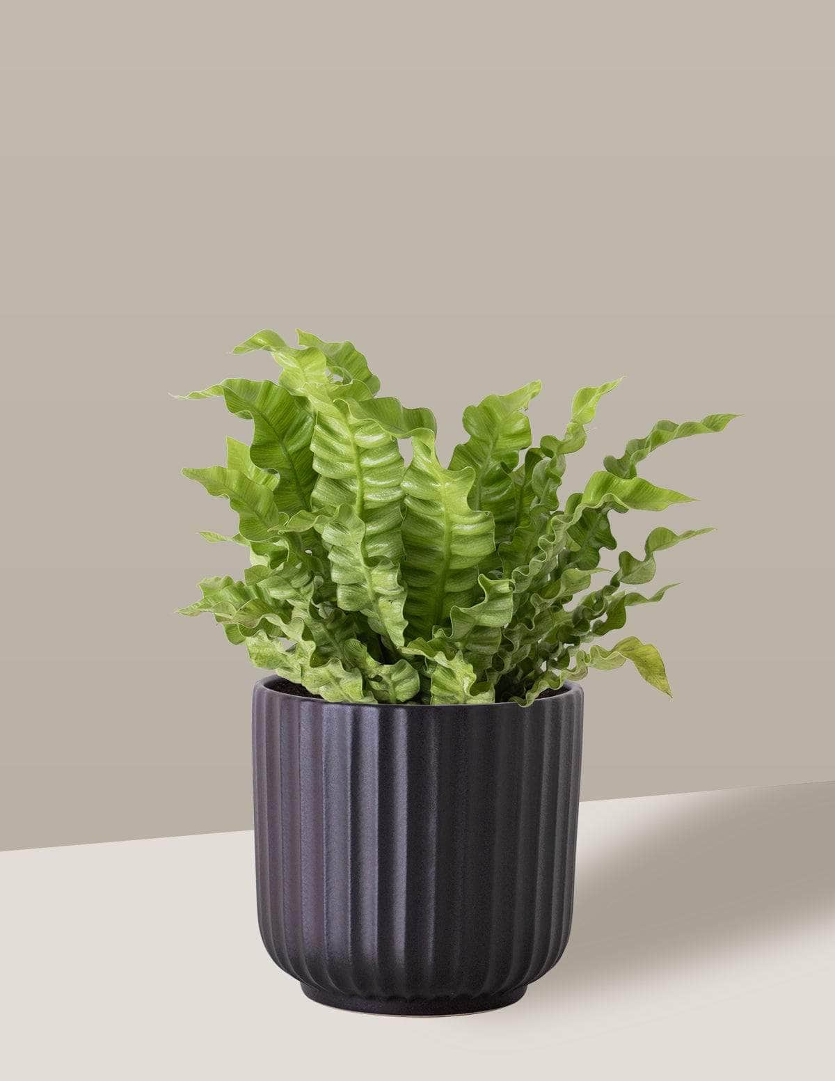 Asplênio Crispy Asplênio crespo Oslo Cachepô / Médio / Preto Vaso Cachepot Pote Ceramica / p13 p14 p15 p16 p17 p18 p19 p20 / Planta Viva Nordic Green