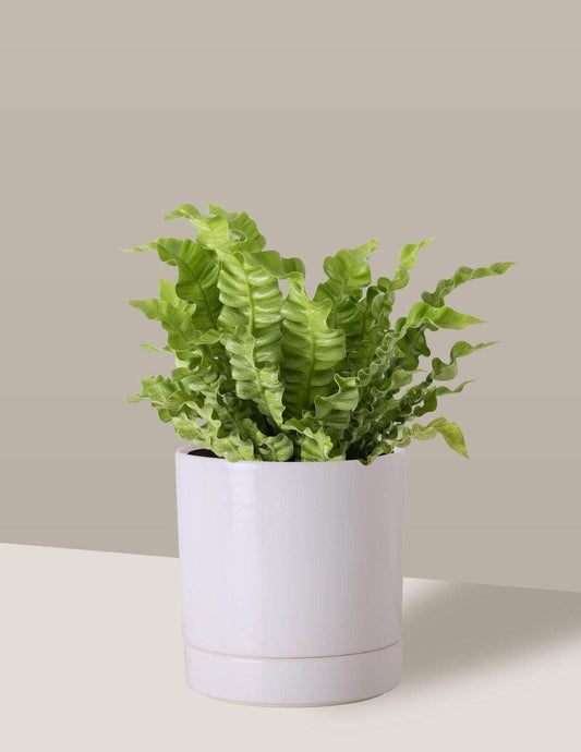 Asplênio Crispy Asplênio crespo Thor Vaso / Médio / Branco Vaso Cachepot Pote Ceramica / p13 p14 p15 p16 p17 p18 p19 p20 / Planta Viva Nordic Green