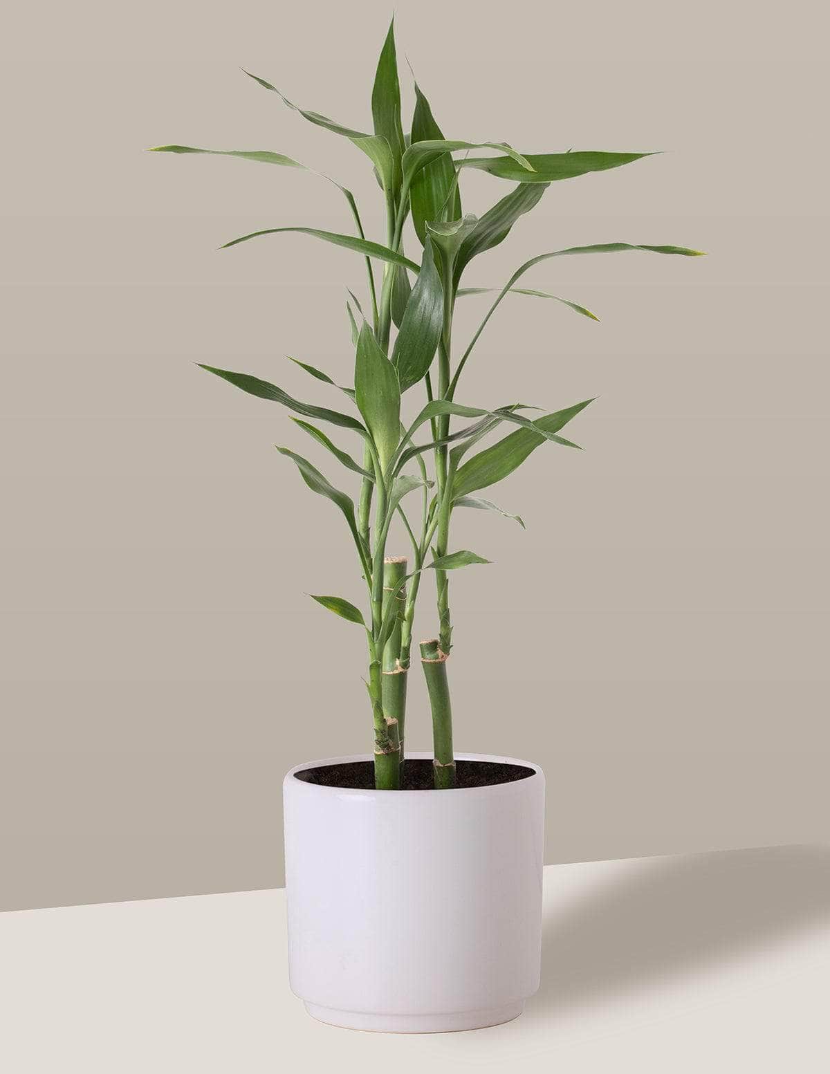 Bambu-Da-Sorte Dracaena sanderiana Odin Cachepô / Pequeno / Branco Vaso Cachepot Pote Ceramica p8 p9 p10 p11 p12 / Planta Viva Nordic Green