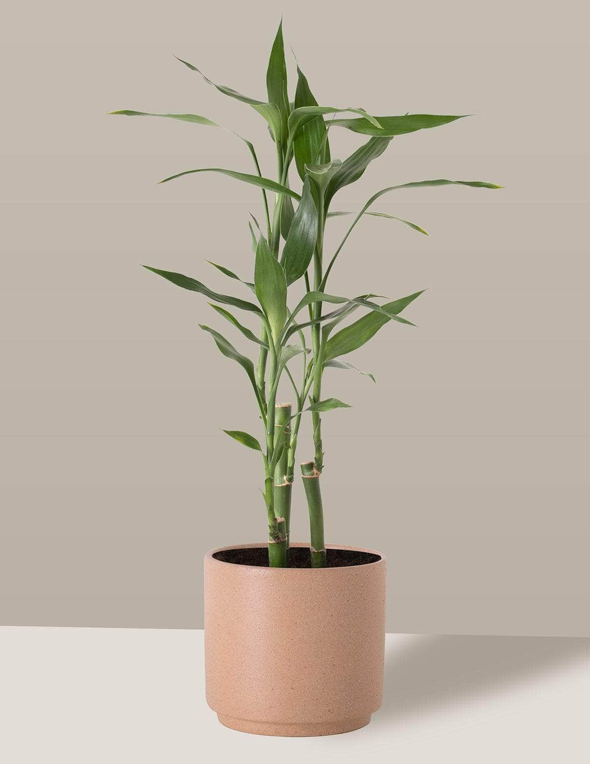  Bambu-Da-Sorte Dracaena sanderiana Odin Cachepô / Pequeno / Camurça Vaso Cachepot Pote Ceramica p8 p9 p10 p11 p12 / Planta Viva Nordic Green