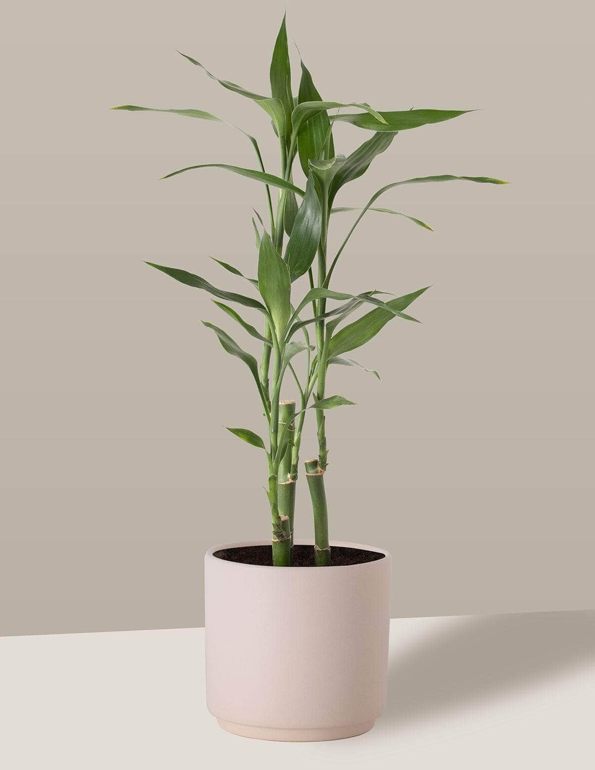 Bambu-Da-Sorte Dracaena sanderiana Odin Cachepô / Pequeno / Creme Vaso Cachepot Pote Ceramica p8 p9 p10 p11 p12 / Planta Viva Nordic Green