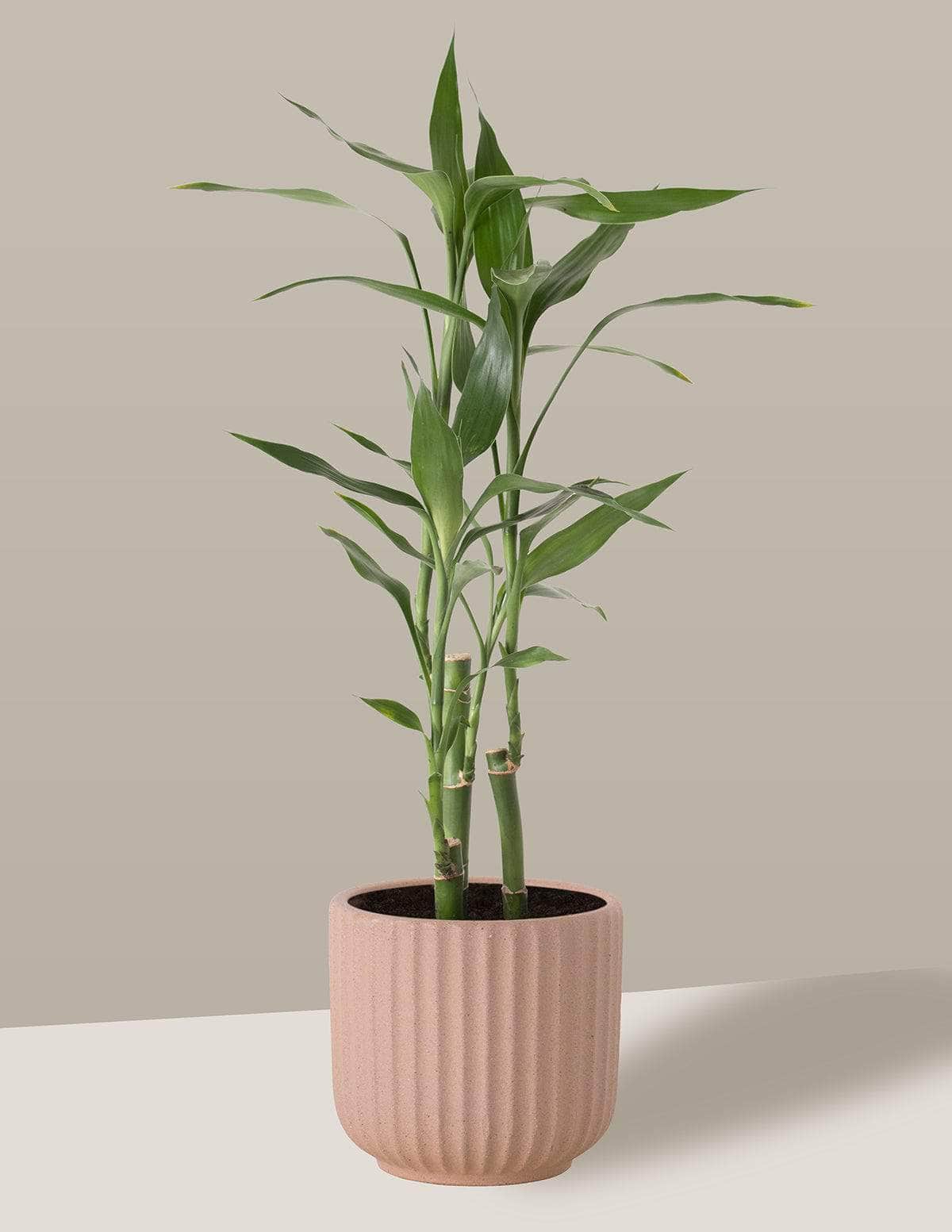 Bambu-Da-Sorte Dracaena sanderiana Oslo Cachepô / Pequeno / Camurça Vaso Cachepot Pote Ceramica / p8 p9 p10 p11 p12 / Planta Viva Nordic Green