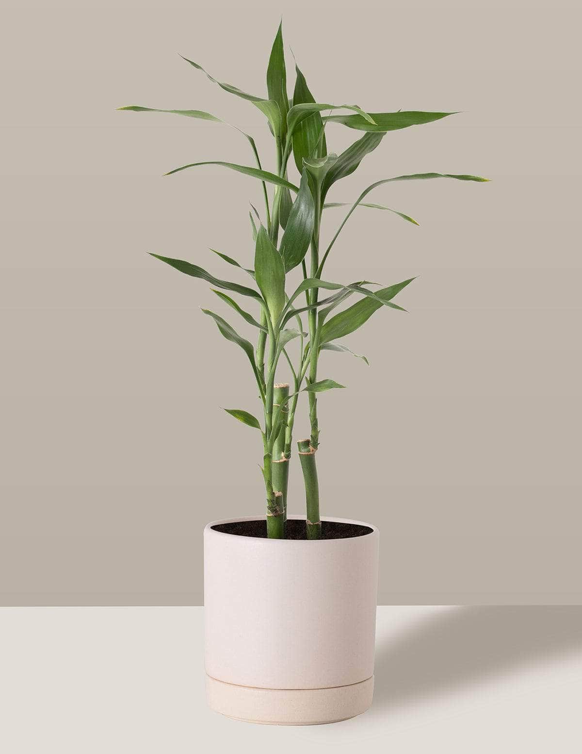 Bambu-Da-Sorte Dracaena sanderiana Thor Vaso / Pequeno / Creme Vaso Cachepot Pote Ceramica / p8 p9 p10 p11 p12 / Planta Viva Nordic Green