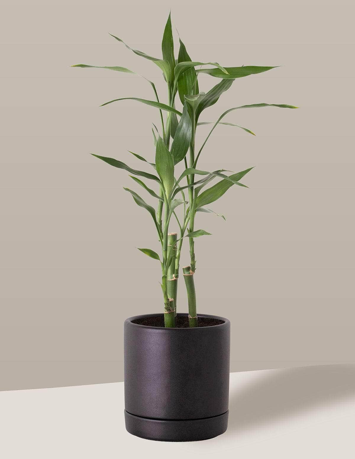 Bambu-Da-Sorte Dracaena sanderiana Thor Vaso / Pequeno / Preto Vaso Cachepot Pote Ceramica / p8 p9 p10 p11 p12 / Planta Viva Nordic Green