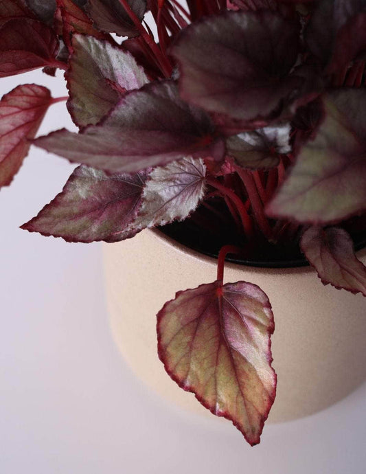 Begônia Beleaf Begônia Odin Cachepô / Pequeno / Camurça Vaso Cachepot Pote Ceramica / p8 p9 p10 p11 p12 / Planta Viva Nordic Green