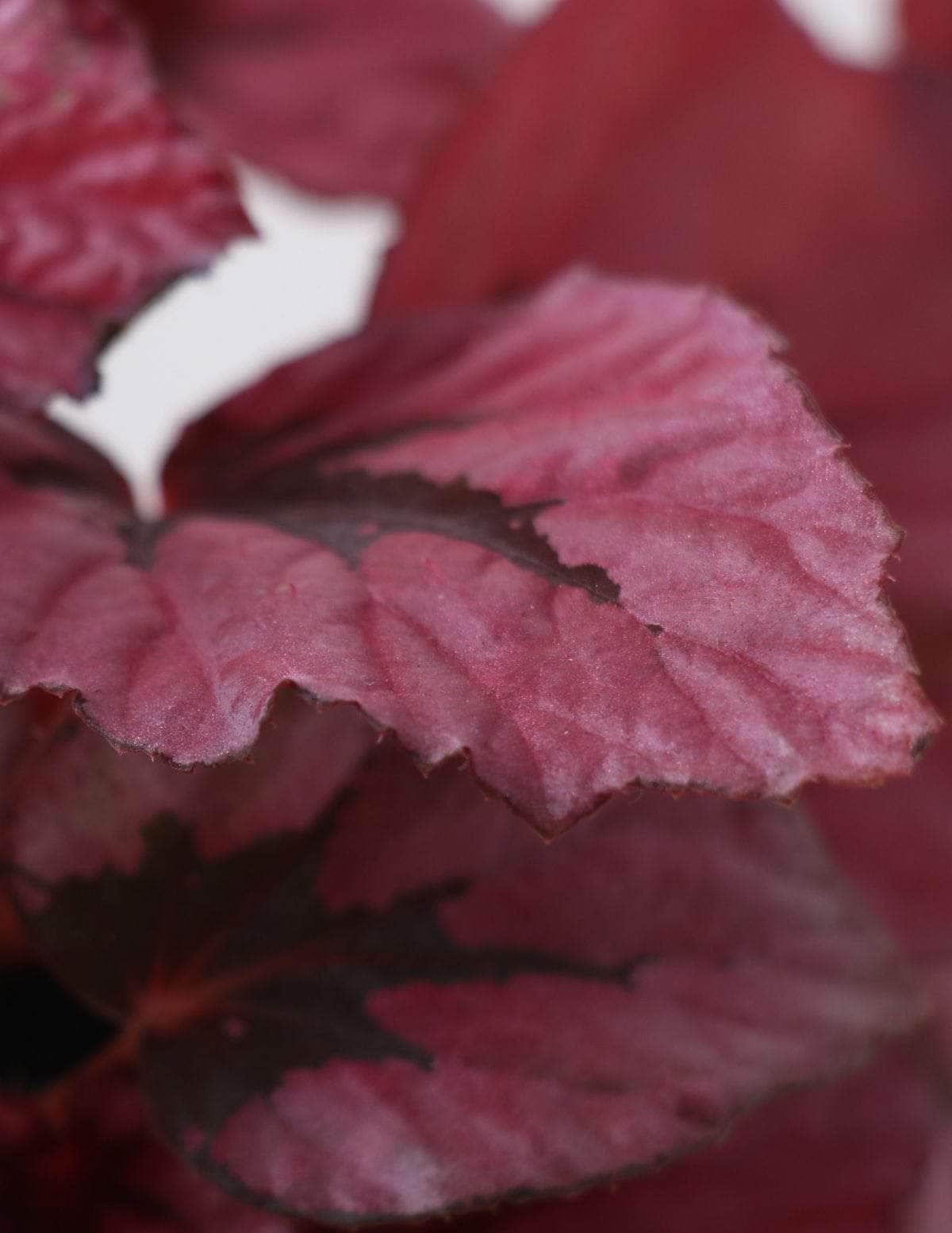  Begônia Beleaf Begônia