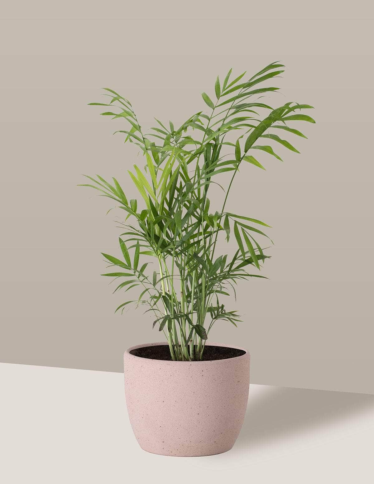 Chamaedorea Palmeira camedórea Freia Cachepô / Pequeno / Camurça Vaso Cachepot Pote Ceramica / p8 p9 p10 p11 p12 / Planta Viva Nordic Green