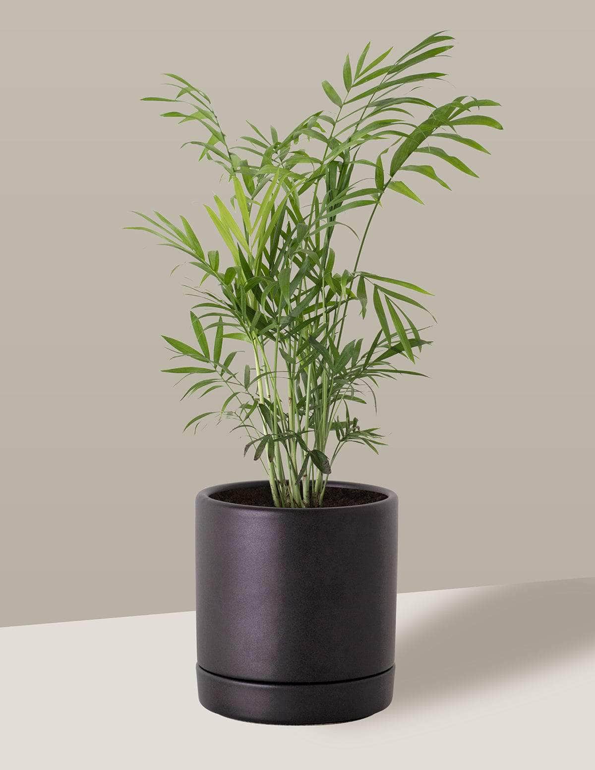 Chamaedorea Palmeira camedórea Thor Vaso / Pequeno / Preto Vaso Cachepot Pote Ceramica / p8 p9 p10 p11 p12 / Planta Viva Nordic Green
