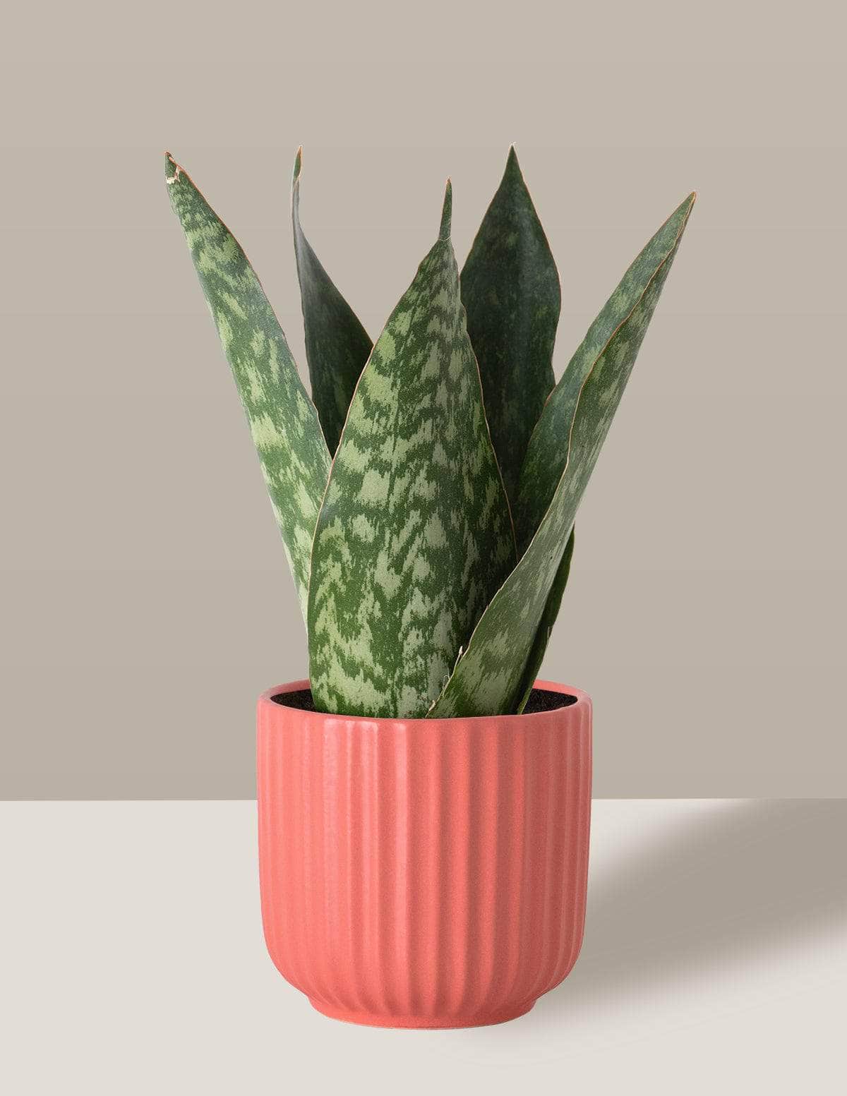 Coroa Dinamarquesa Sansevieria Sansevieria Dinamarquesa Oslo Cachepô / Pequeno / Coral Vaso Cachepot Pote Ceramica / p8 p9 p10 p11 p12 / Planta Viva Nordic Green