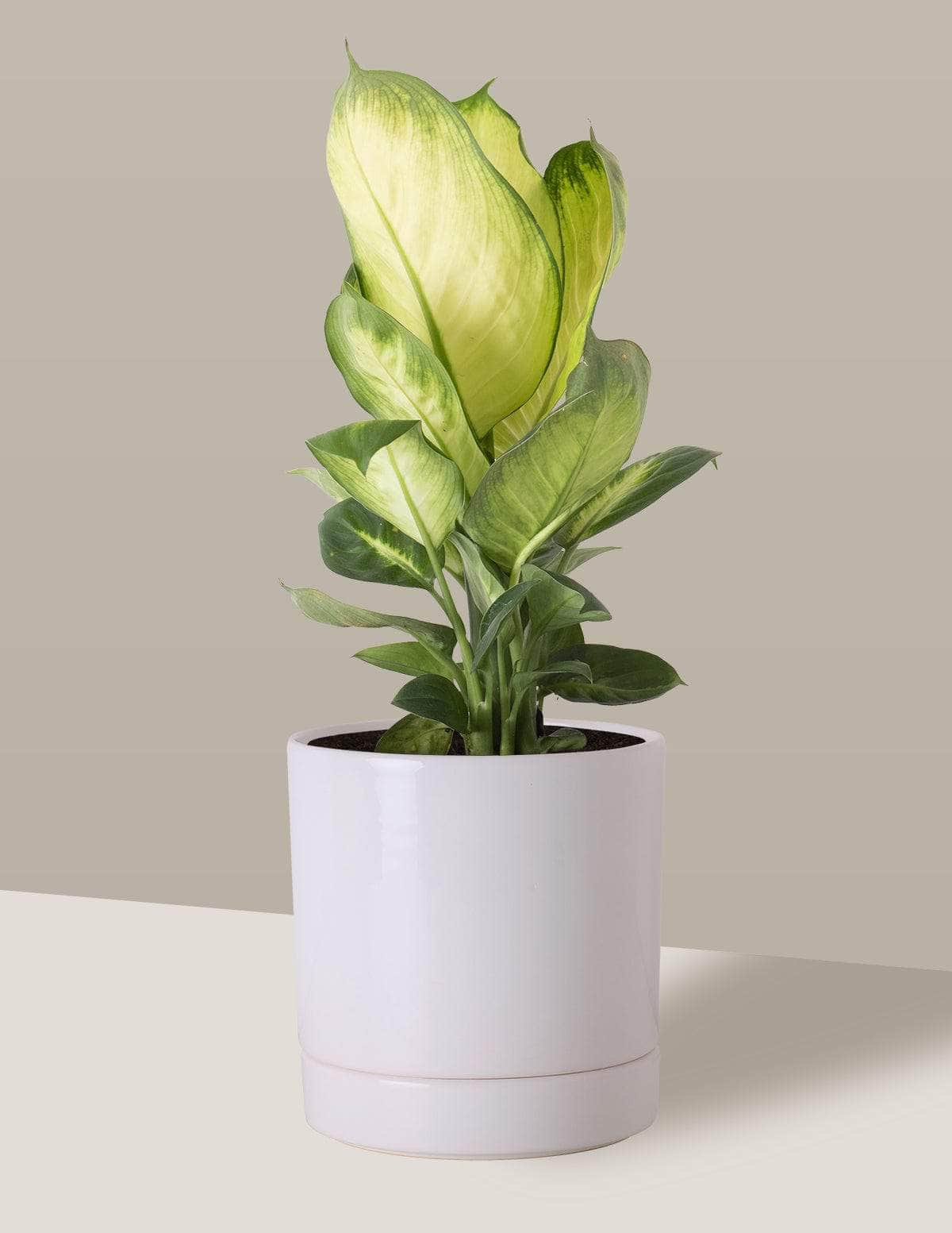 Comigo-Ninguém-Pode Aningapara Thor Vaso / Médio / Branco Vaso Cachepot Pote Ceramica /  p13 p14 p15 p16 p17 p18 p19 p20 / Planta Viva Nordic Green