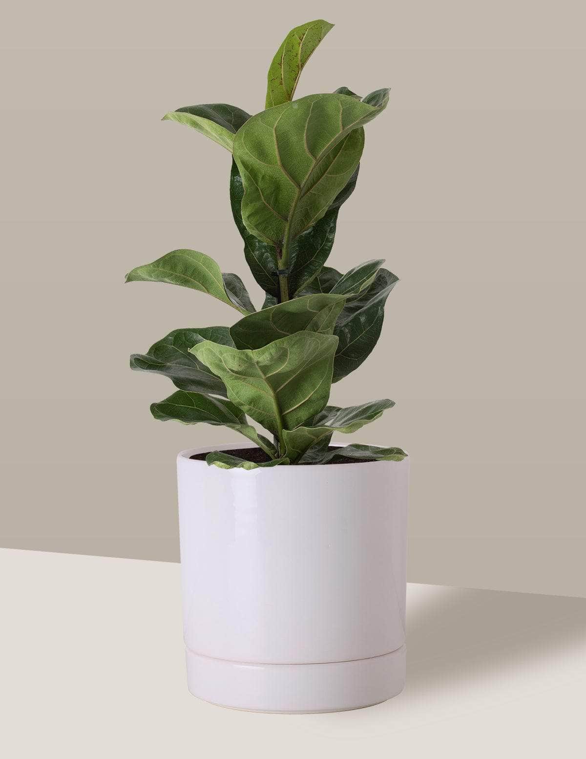  Fícus Lyrata Figueira-lira Thor Vaso / Médio / Branco Vaso Cachepot Pote Ceramica / p13 p14 p15 p16 p17 p18 p19 p20 / Planta Viva Nordic Green