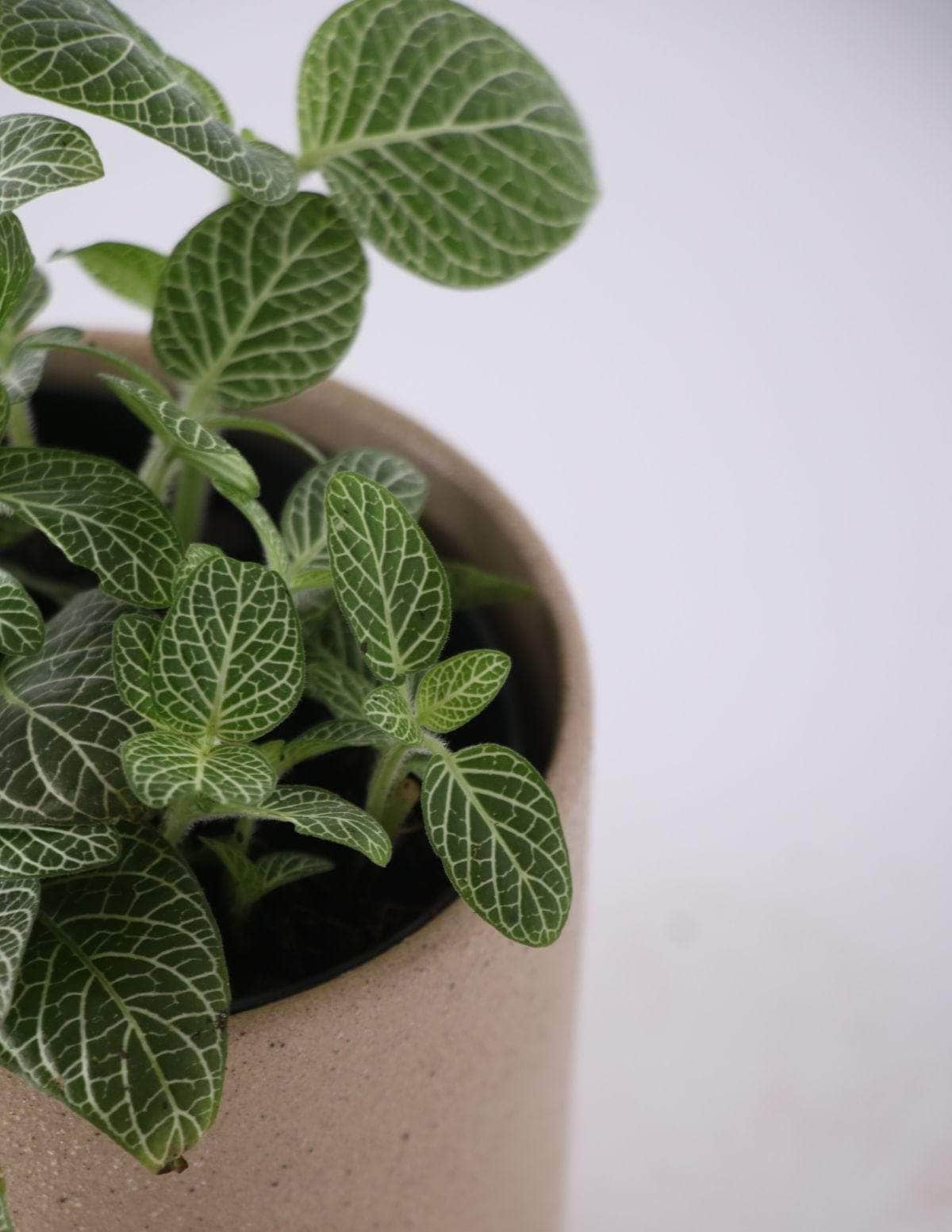 Fitônia Verde Planta-mosaico