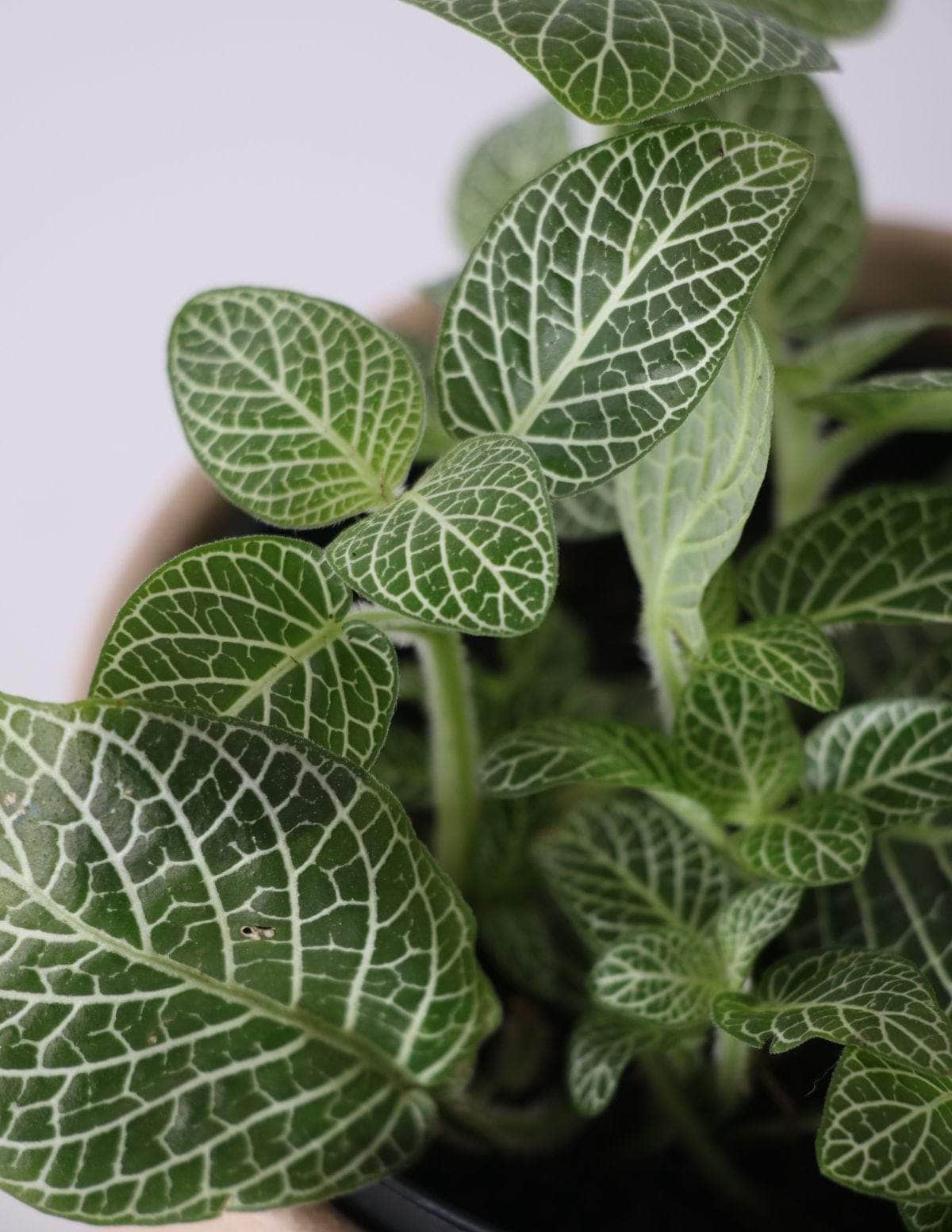 Fitônia Verde Planta-mosaico