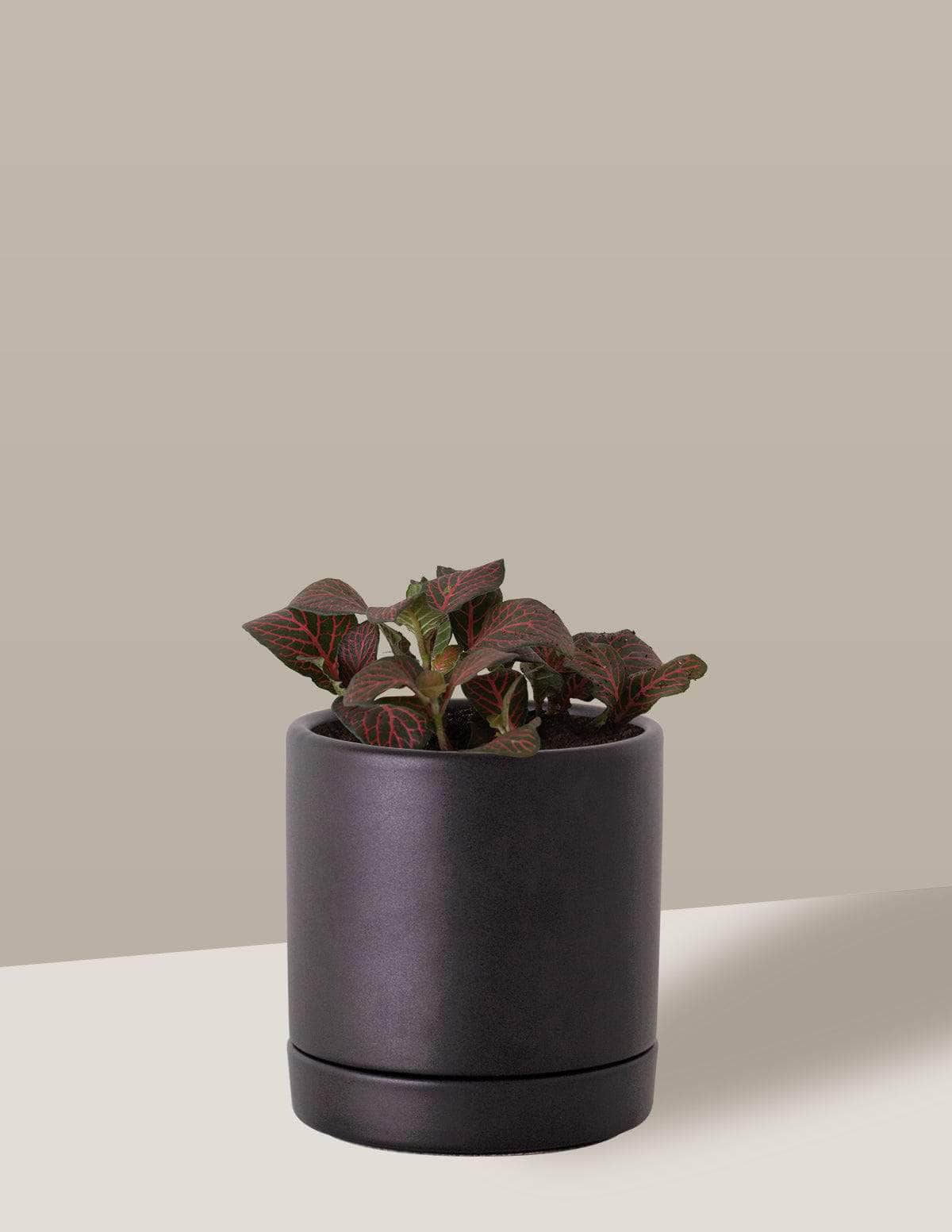 Fitônia Vermelha Planta-mosaico Thor Vaso / Pequeno / Preto Vaso Cachepot Pote Ceramica / p8 p9 p10 p11 p12 / Planta Viva Nordic Green