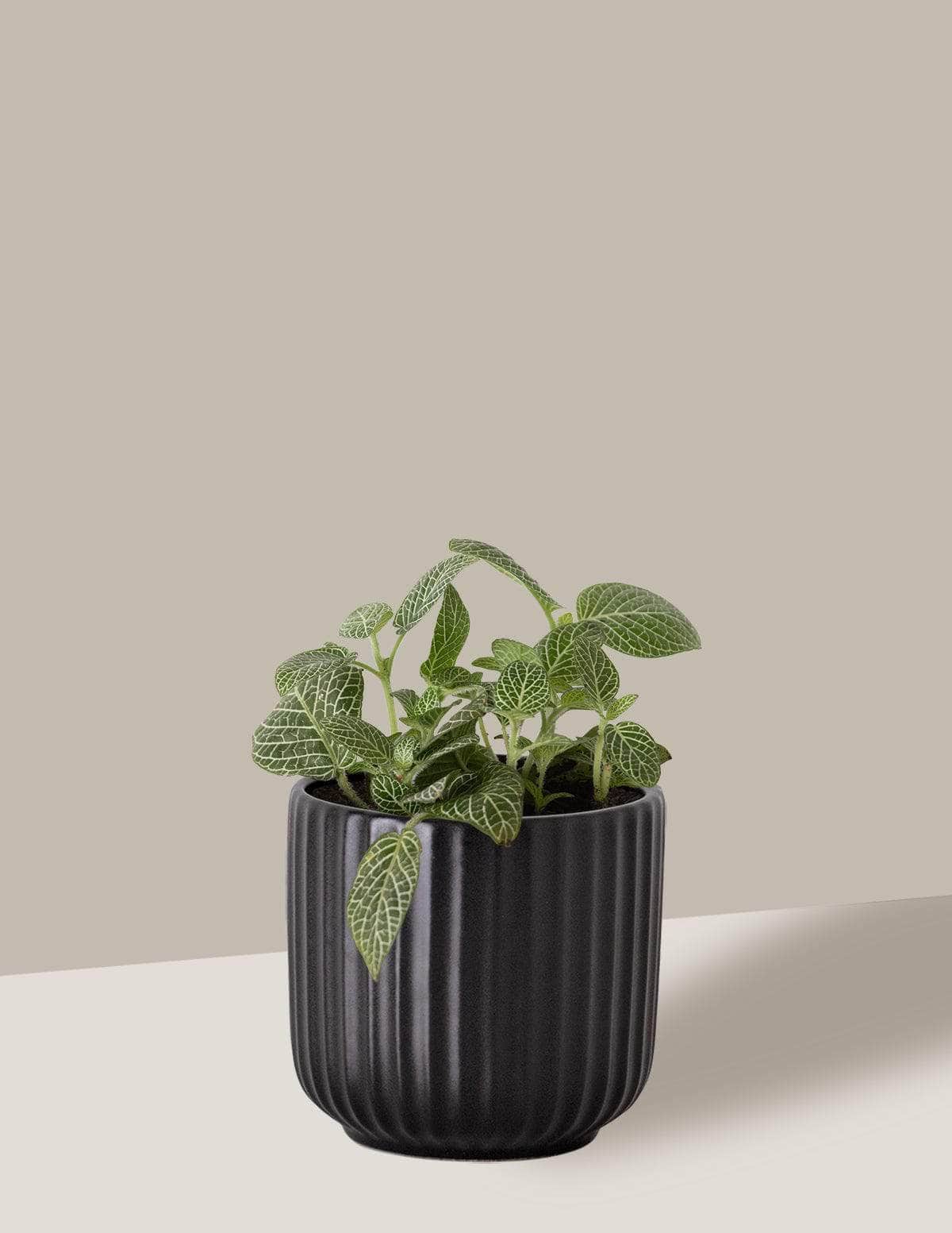 Fitônia Verde Planta-mosaico Oslo Cachepô / Pequeno / Preto Vaso Cachepot Pote Ceramica / p8 p9 p10 p11 p12 / Planta Viva Nordic Green