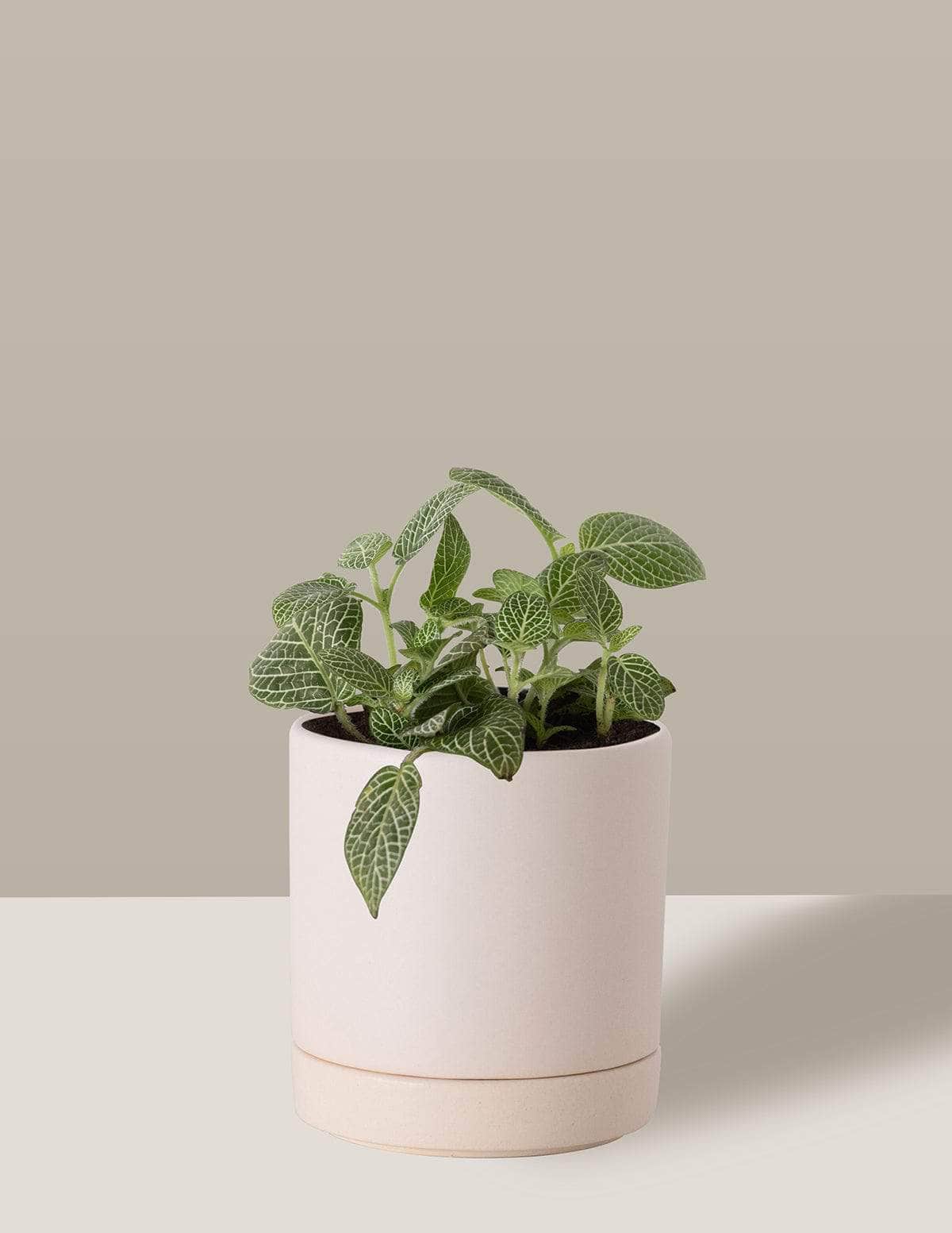 Fitônia Verde Planta-mosaico Thor Vaso / Pequeno / Creme Vaso Cachepot Pote Ceramica / p8 p9 p10 p11 p12 / Planta Viva Nordic Green