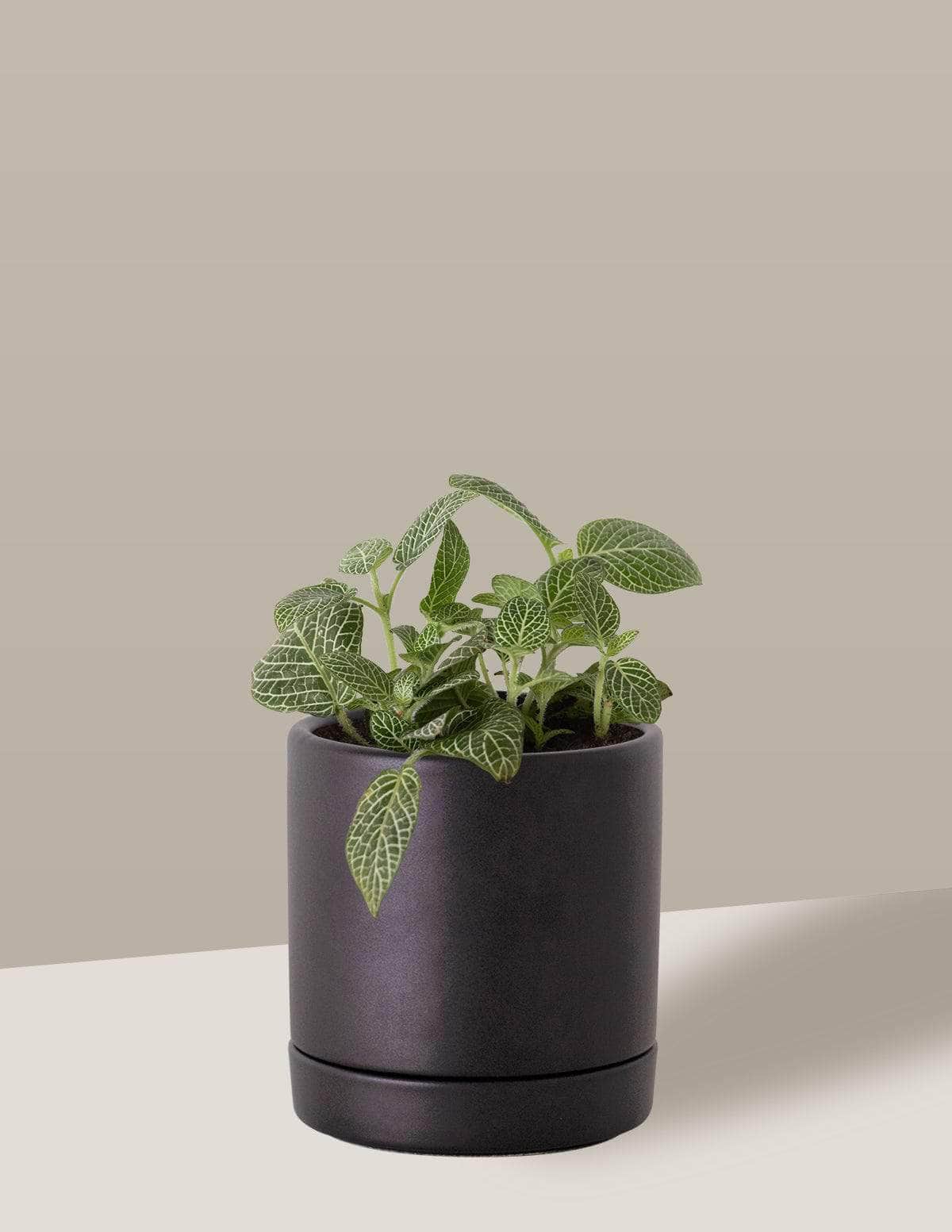 Fitônia Verde Planta-mosaico Thor Vaso / Pequeno / Preto Vaso Cachepot Pote Ceramica / p8 p9 p10 p11 p12 / Planta Viva Nordic Green