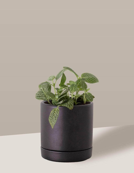 Fitônia Verde Planta-mosaico Thor Vaso / Pequeno / Preto Vaso Cachepot Pote Ceramica / p8 p9 p10 p11 p12 / Planta Viva Nordic Green