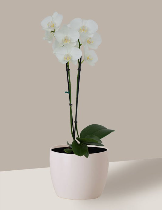 Orquídea Phalaenopsis