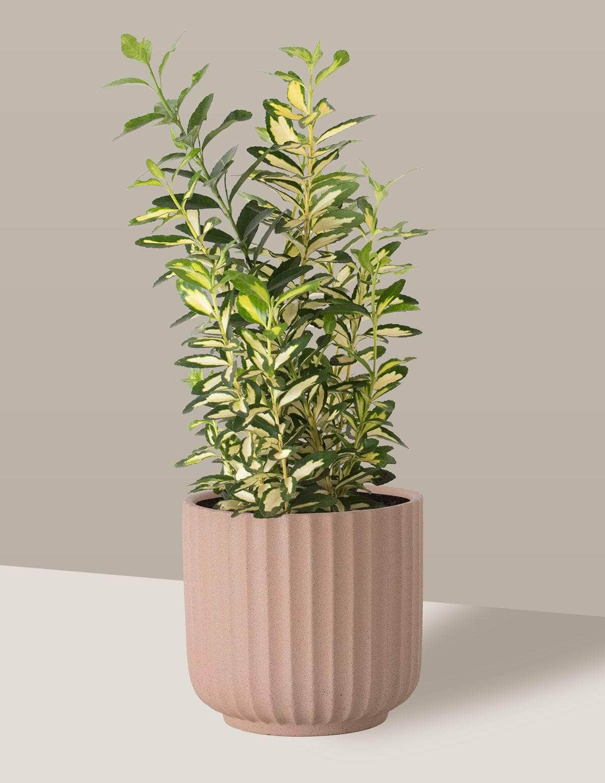 Ivone Evónimo Oslo Cachepô / Médio / Camurça Vaso Cachepot Pote Ceramica / p13 p14 p15 p16 p17 p18 p19 p20 / Planta Viva Nordic Green