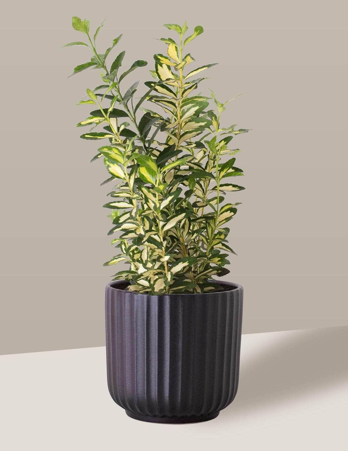 Ivone Evónimo Oslo Cachepô / Médio / Preto Vaso Cachepot Pote Ceramica / p13 p14 p15 p16 p17 p18 p19 p20 / Planta Viva Nordic Green