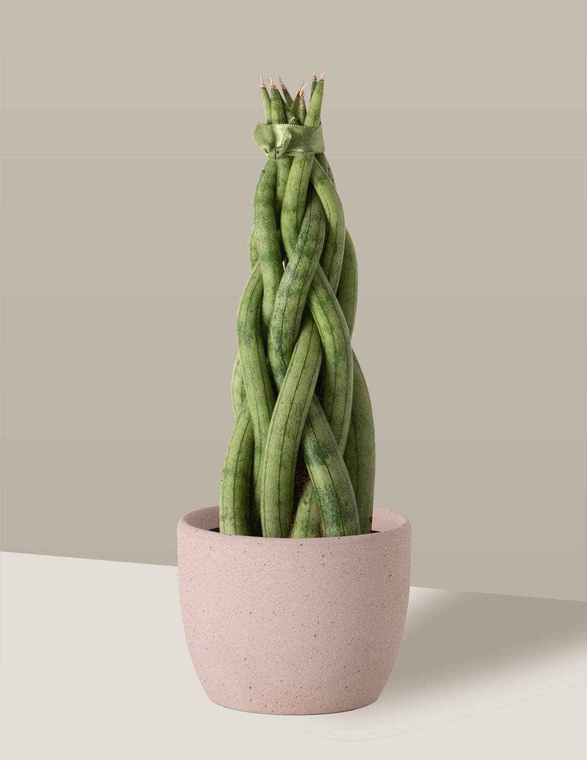 Lança-De-São-Jorge Trançada lancinha trançada Freia Cachepô / Pequeno / Camurça Vaso Cachepot Pote Ceramica / p8 p9 p10 p11 p12 / Planta Viva Nordic Green