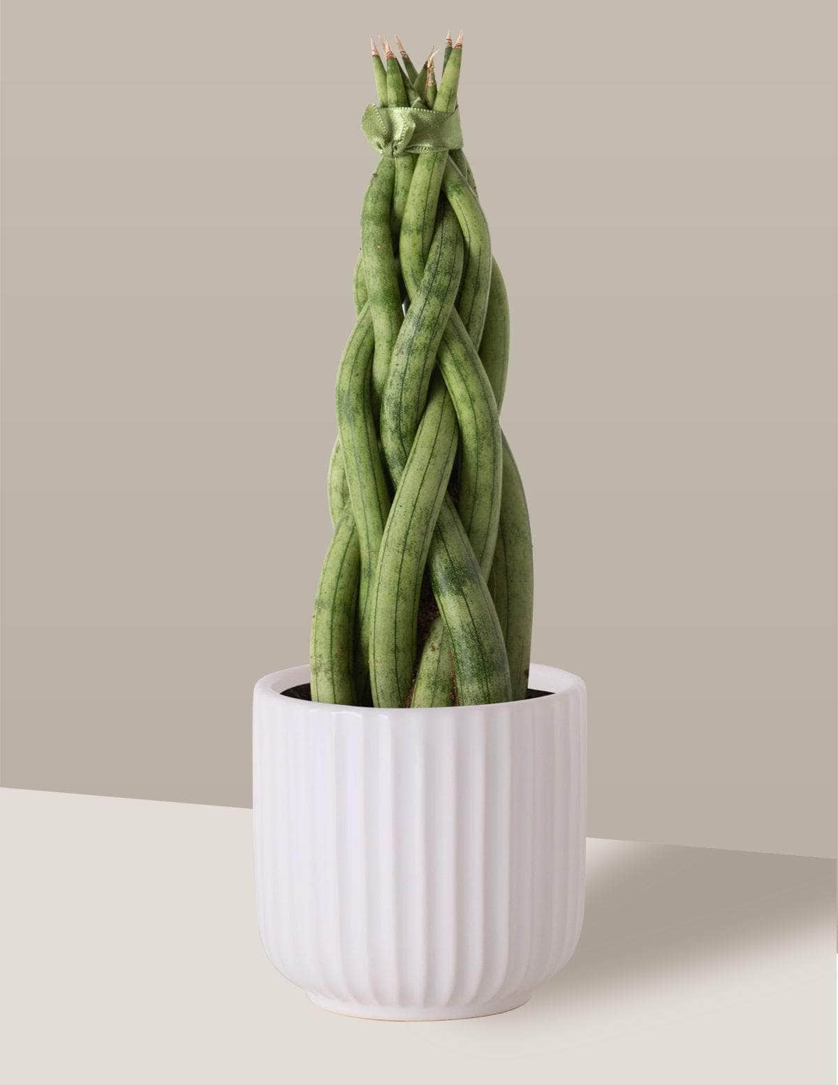 Lança-De-São-Jorge Trançada lancinha trançada Oslo Cachepô / Pequeno / Branco Vaso Cachepot Pote Ceramica / p8 p9 p10 p11 p12 / Planta Viva Nordic Green