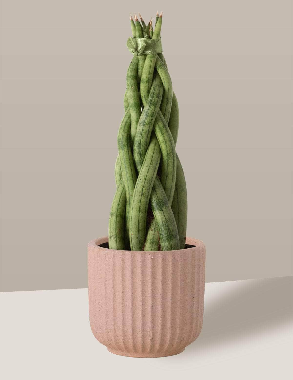 Lança-De-São-Jorge Trançada lancinha trançada Oslo Cachepô / Pequeno / Camurça Vaso Cachepot Pote Ceramica / p8 p9 p10 p11 p12 / Planta Viva Nordic Green