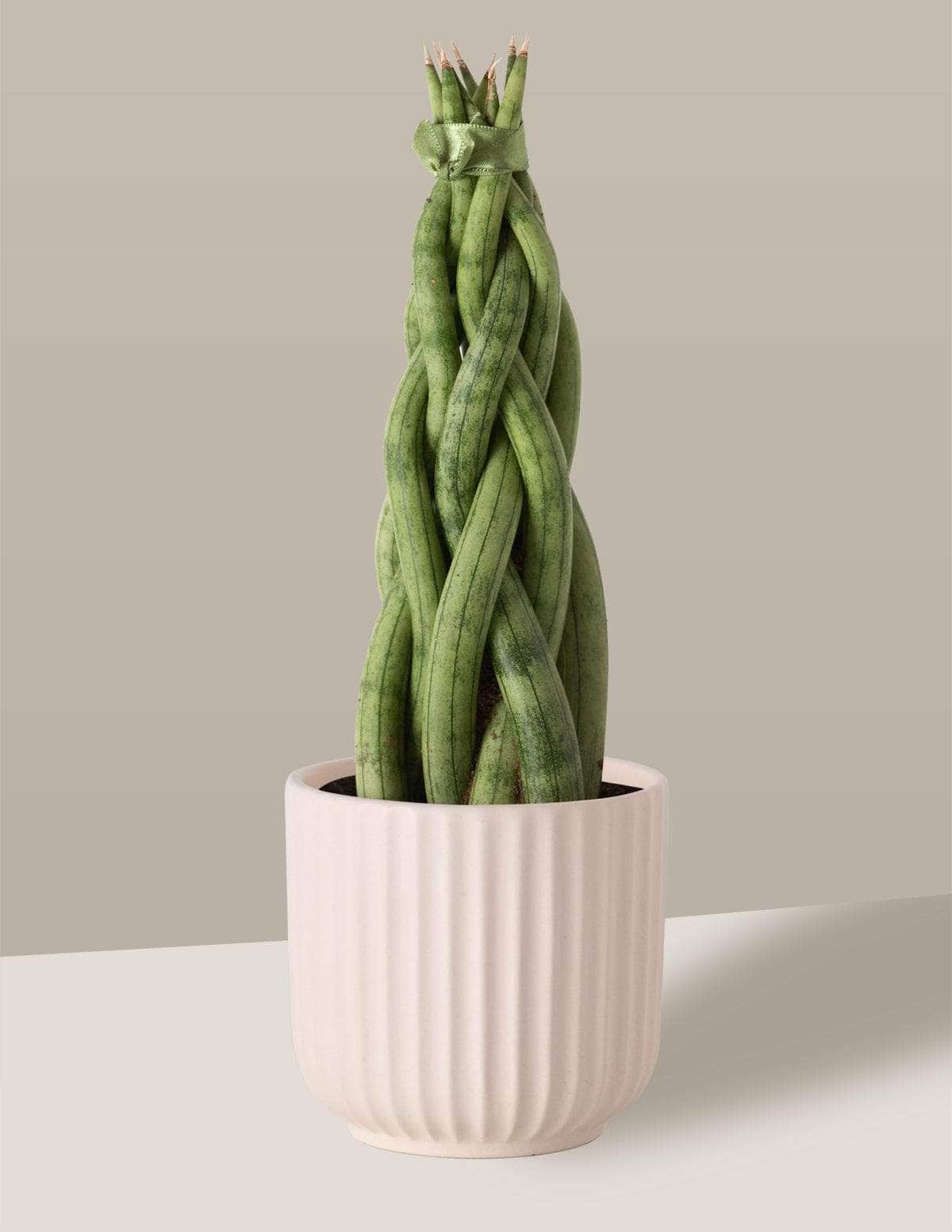 Lança-De-São-Jorge Trançada lancinha trançada Oslo Cachepô / Pequeno / Creme Vaso Cachepot Pote Ceramica / p8 p9 p10 p11 p12 / Planta Viva Nordic Green