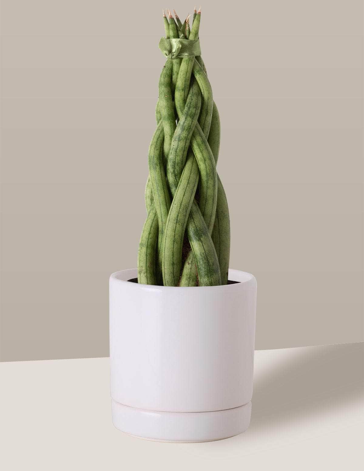  Lança-De-São-Jorge Trançada lancinha trançada Thor Vaso / Pequeno / Branco Vaso Cachepot Pote Ceramica / p8 p9 p10 p11 p12 / Planta Viva Nordic Green