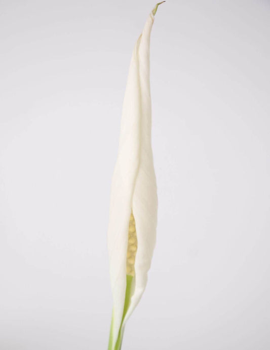 Lírio-Da-Paz Bandeira-branca 