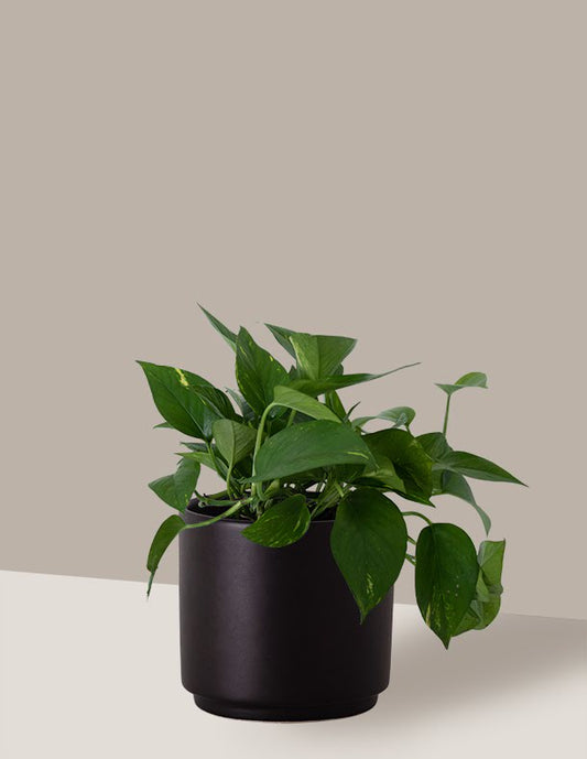 Jiboia Verde