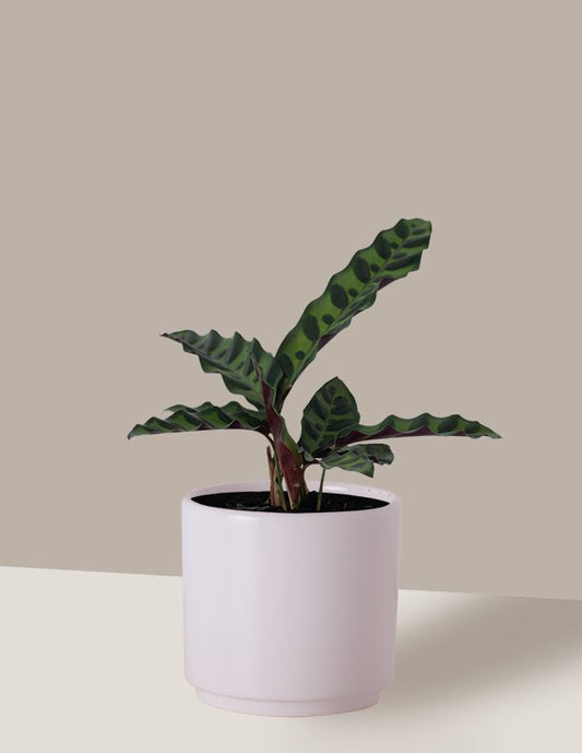 Maranta Cascavel