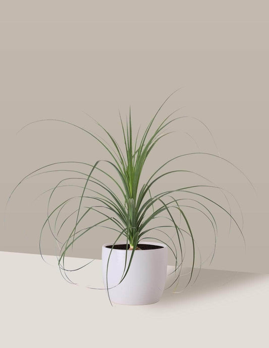 Pata-De-Elefante Beaucarnea Freia Cachepô / Médio / Branco Vaso Cachepot Pote Ceramica / p13 p14 p15 p16 p17 p18 p19 p20 / Planta Viva Nordic Green