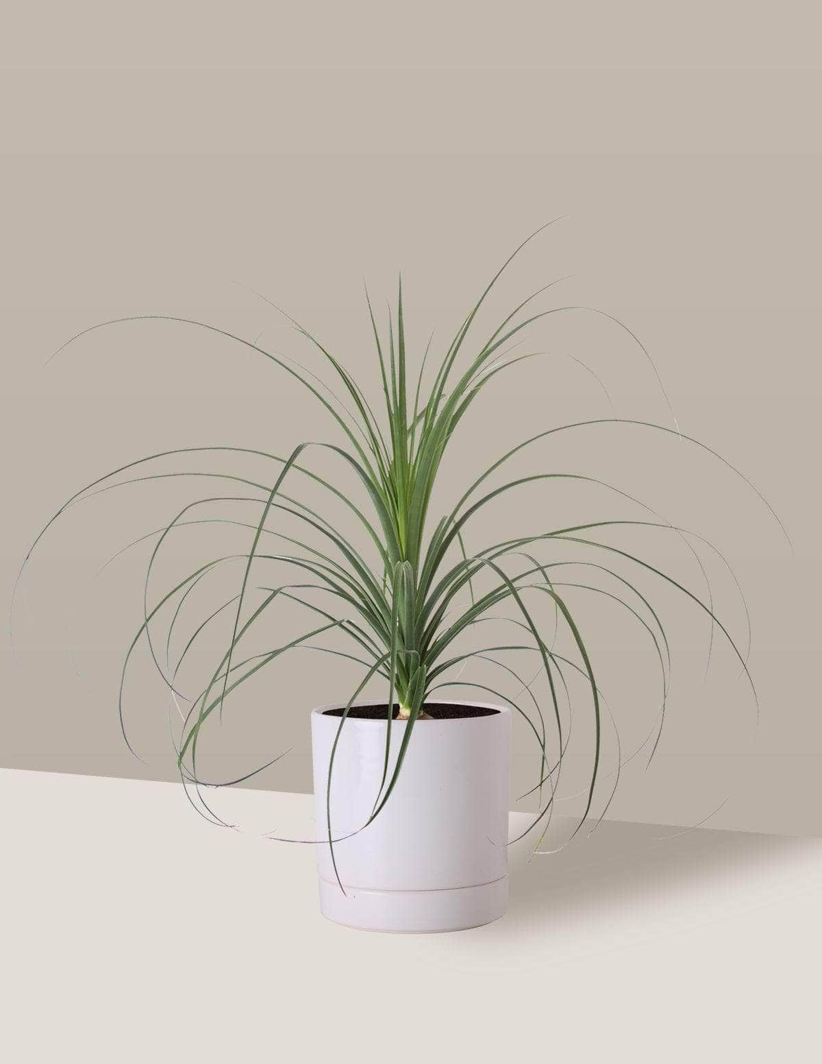  Pata-De-Elefante Beaucarnea Thor Vaso / Médio / Branco Vaso Cachepot Pote Ceramica / p13 p14 p15 p16 p17 p18 p19 p20 / Planta Viva Nordic Green