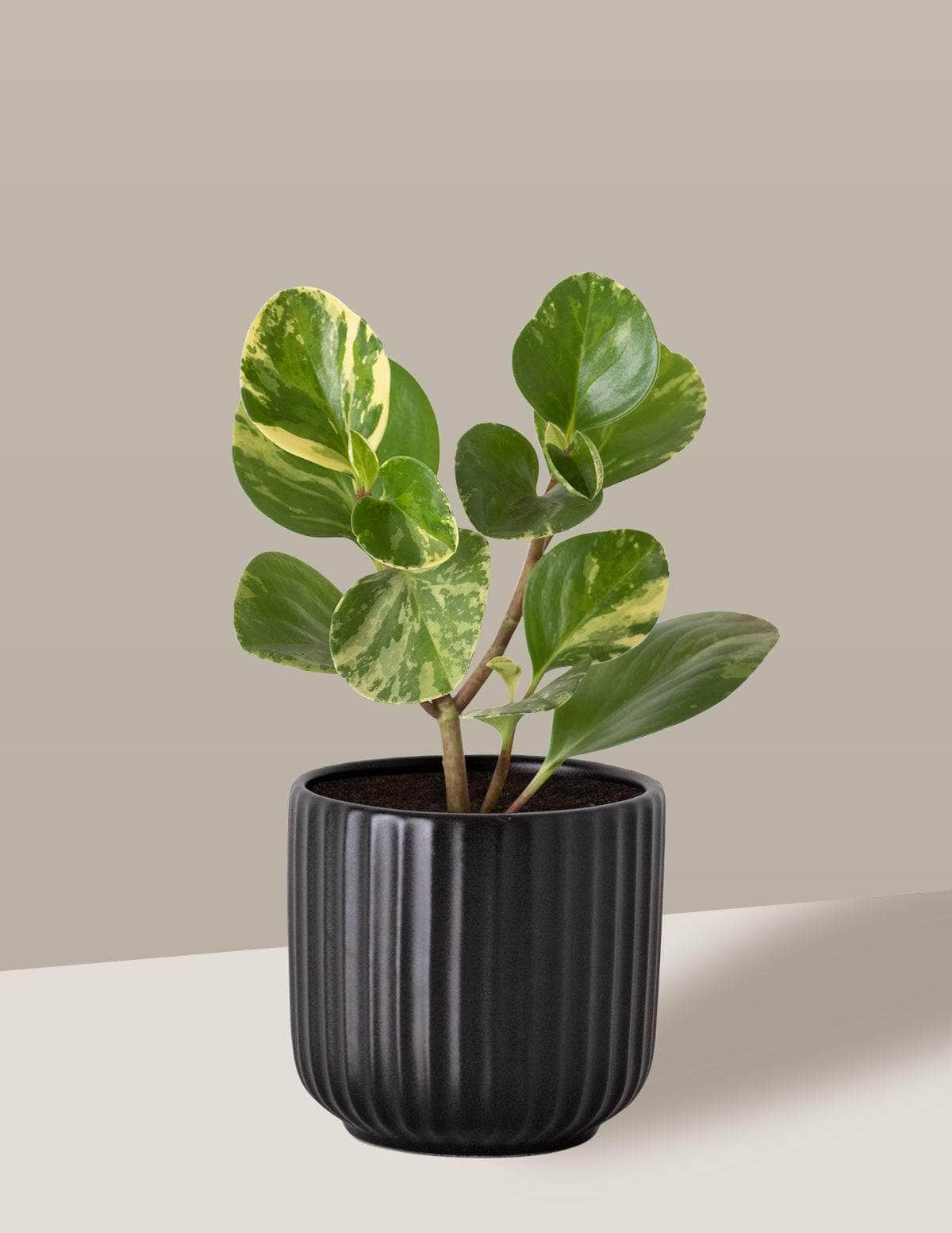 Peperômia USA Peperômia brasileirinha Oslo Cachepô / Pequeno / Preto Vaso Cachepot Pote Ceramica / p8 p9 p10 p11 p12 / Planta Viva Nordic Green