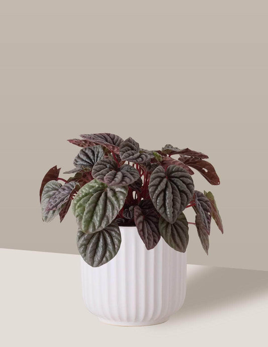 Peperômia Caperata Peperômia Oslo Cachepô / Pequeno / Branco Vaso Cachepot Pote Ceramica / p8 p9 p10 p11 p12 / Planta Viva Nordic Green