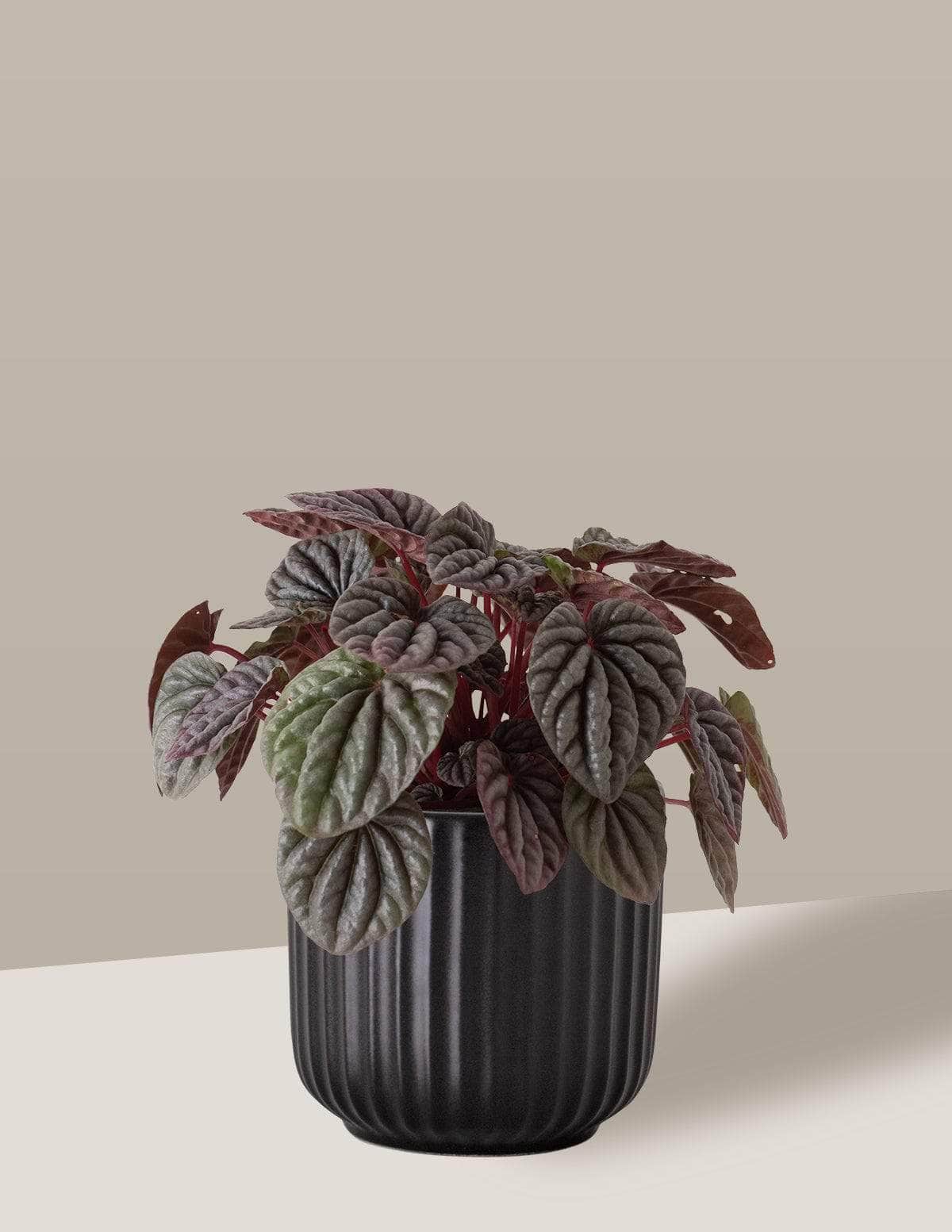 Peperômia Caperata Peperômia Oslo Cachepô / Pequeno / Preto Vaso Cachepot Pote Ceramica / p8 p9 p10 p11 p12 / Planta Viva Nordic Green
