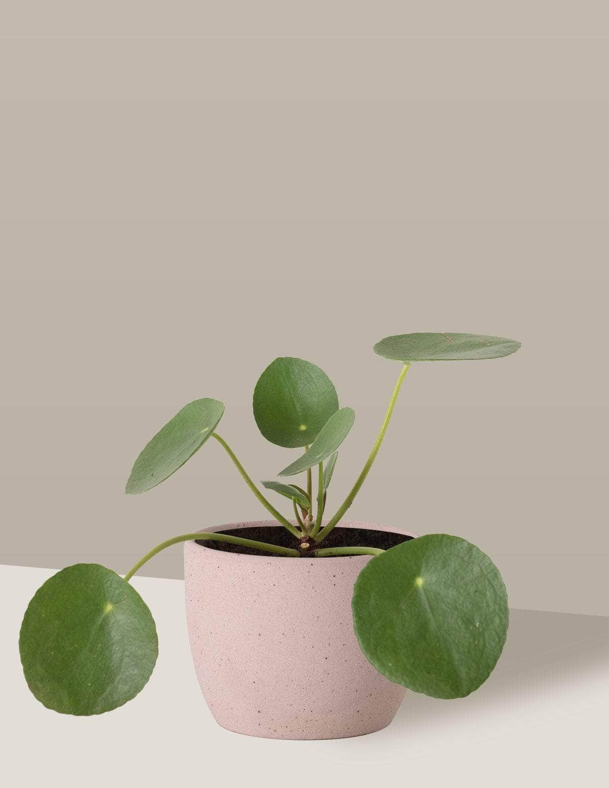  Pilea Planta-da-amizade Freia Cachepô / Pequeno / Camurça Vaso Cachepot Pote Ceramica / p8 p9 p10 p11 p12 / Planta Viva Nordic Green