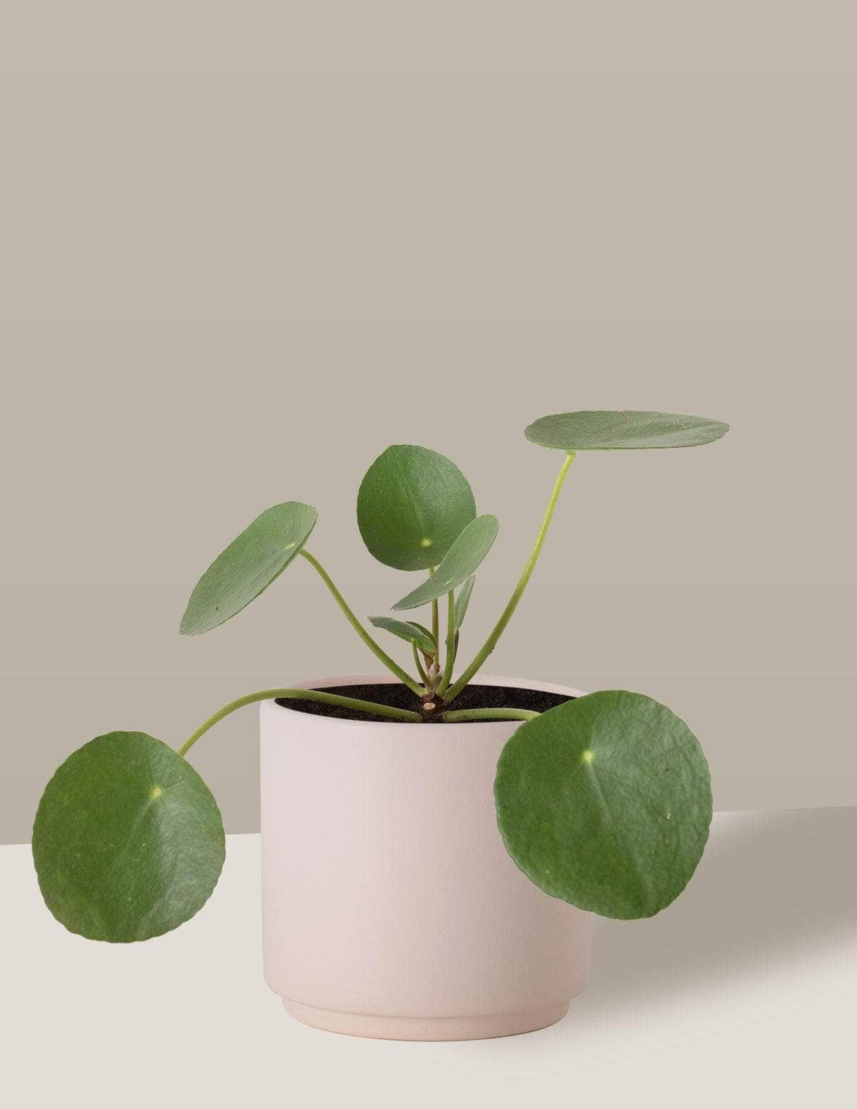 Pilea Planta-da-amizade Odin Cachepô / Pequeno / Creme Vaso Cachepot Pote Ceramica / p8 p9 p10 p11 p12 / Planta Viva Nordic Green