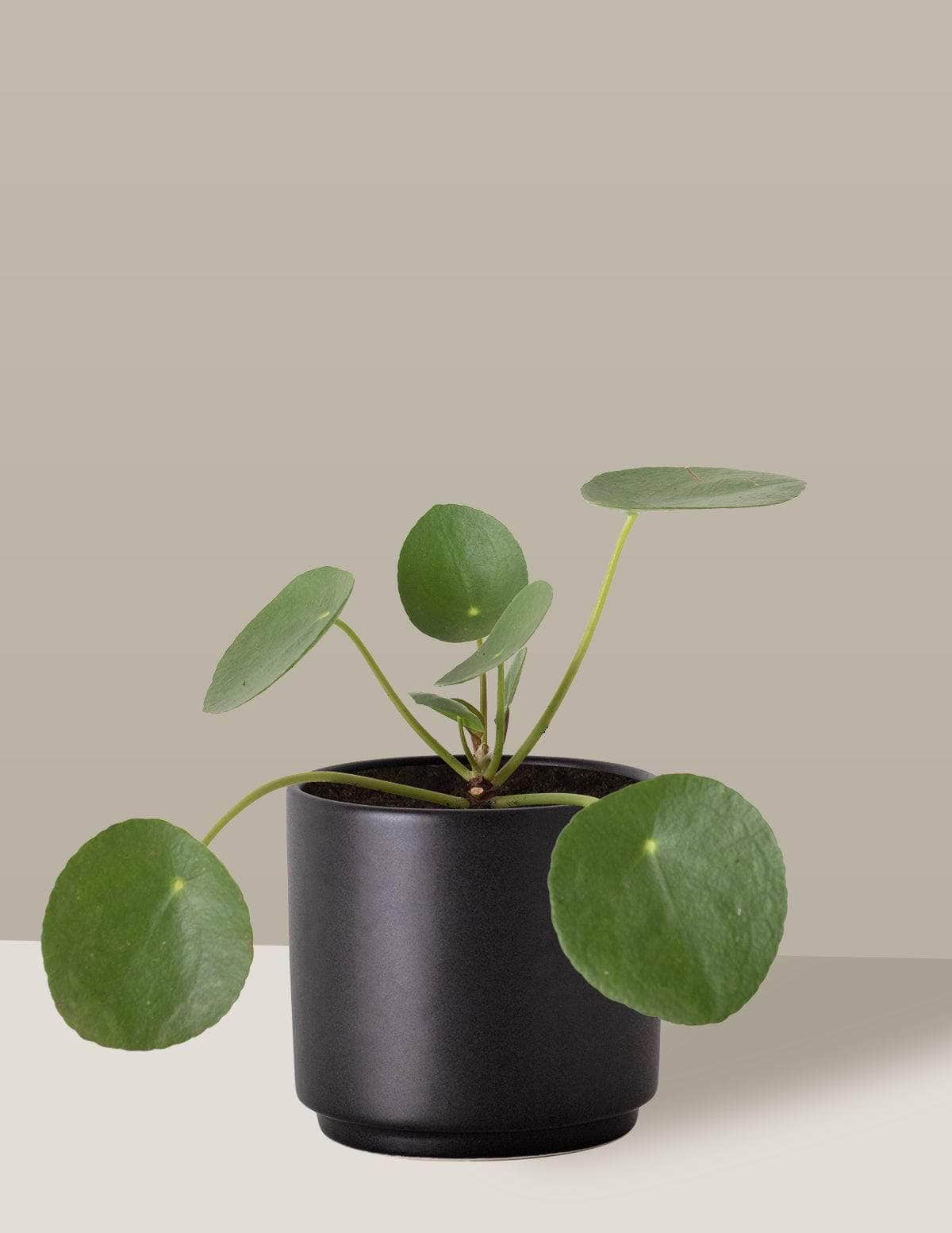 Pilea Planta-da-amizade Odin Cachepô / Pequeno / Preto Vaso Cachepot Pote Ceramica / p8 p9 p10 p11 p12 / Planta Viva Nordic Green